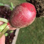 Radish from Anna's garden