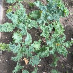 Anna's Garden Kale Crop