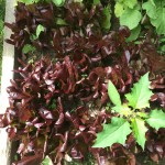 Red Leaf Lettuce